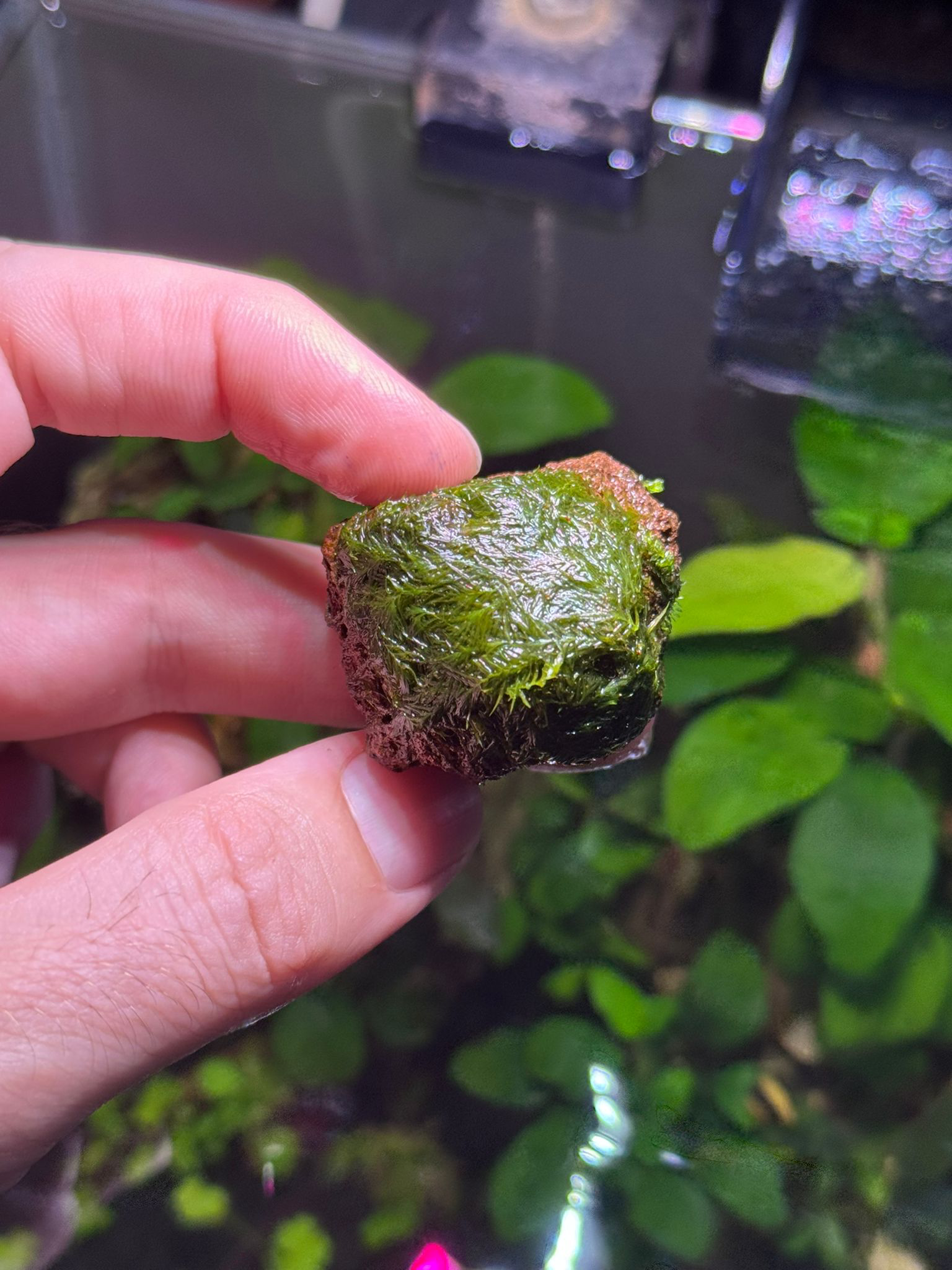 MOSS FİSSİDENS TAŞA SARILI 4X4 CM ESKİ SARIMMFISSTAS