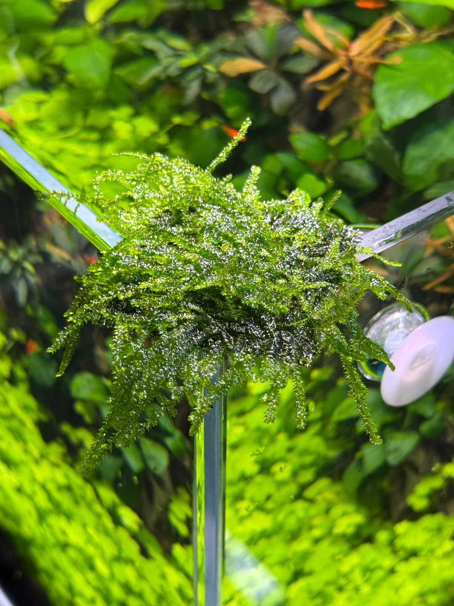 MOSS TAIWAN TELE SARILI 4X4 CM ESKİ SARIMMSTW
