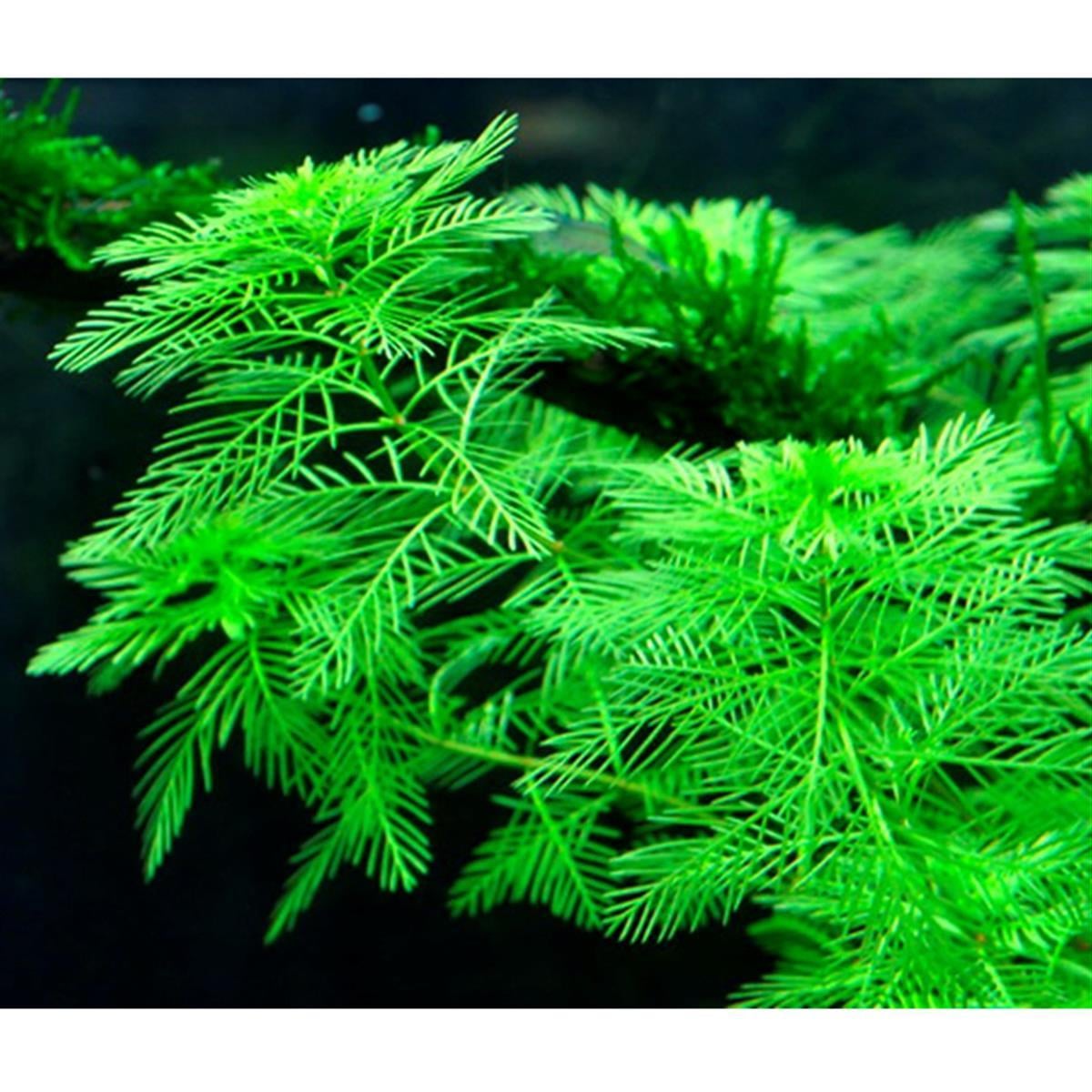 MYRİOPHYLLUM MATTOGROSSENSE IN VITRO 200CC DEV KAVANOZM04