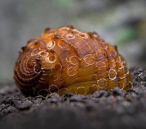 Nerite King Koopa Snail 4 ADET STRAFORLU GÖNDERİMcanlı-554