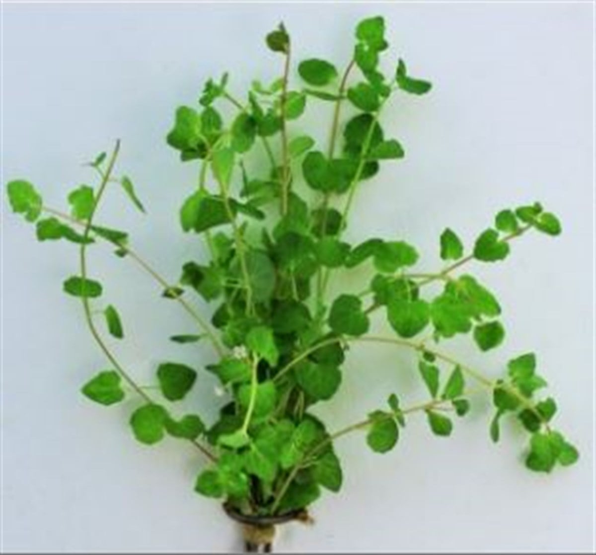 Nummeleri aromaticaBuketNummeleri-aromatica