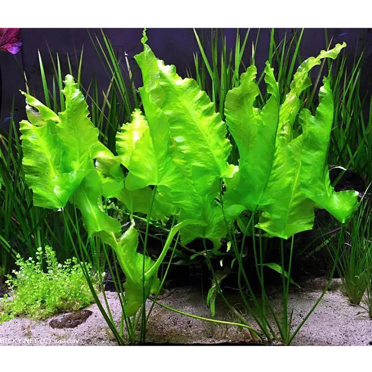 NUPHAR JAPONİCUMSP1194