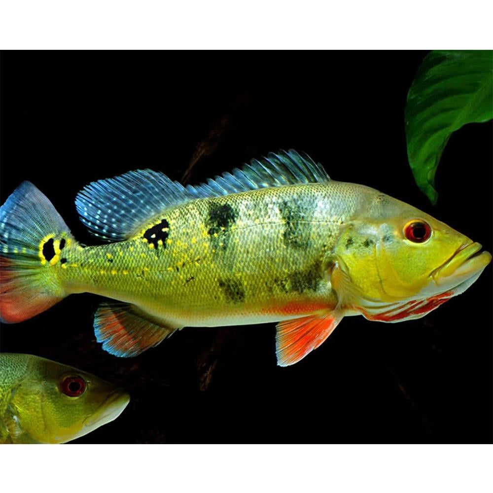 OCELLARIS PEACOCK BASScanlı-417