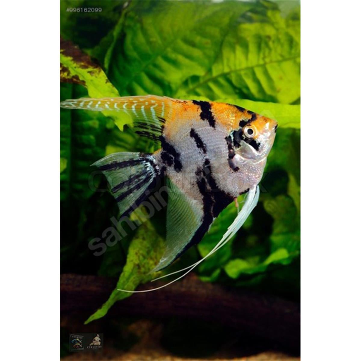 ORANGE MARBLE MELEK BALIKLARIcanlı-369