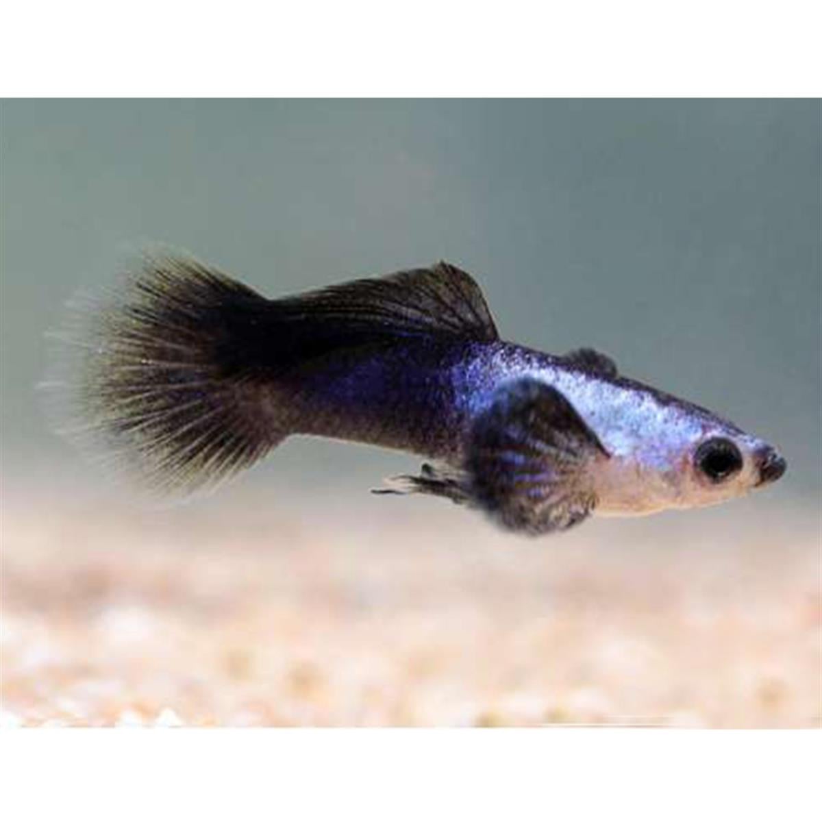 PANDA LEPİSTEScanlı-361