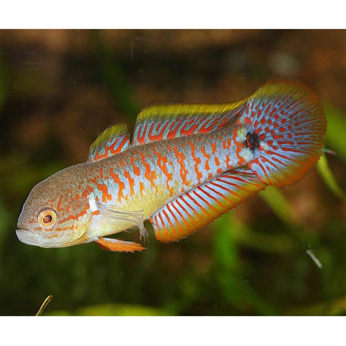 PEACOCK GOBYcanlı-368