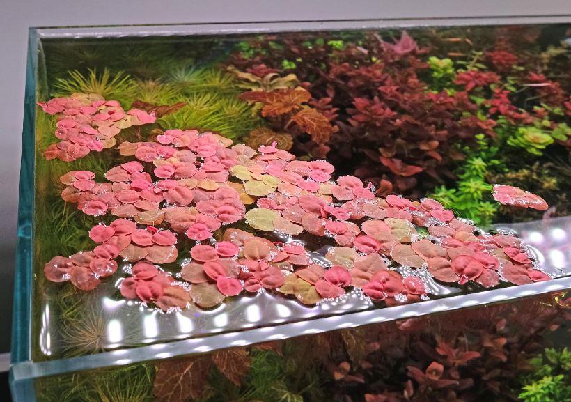 PHYLLANTHUS FLUİTAN İN CUP IN VITRO BUYUK PORSİYONLC376