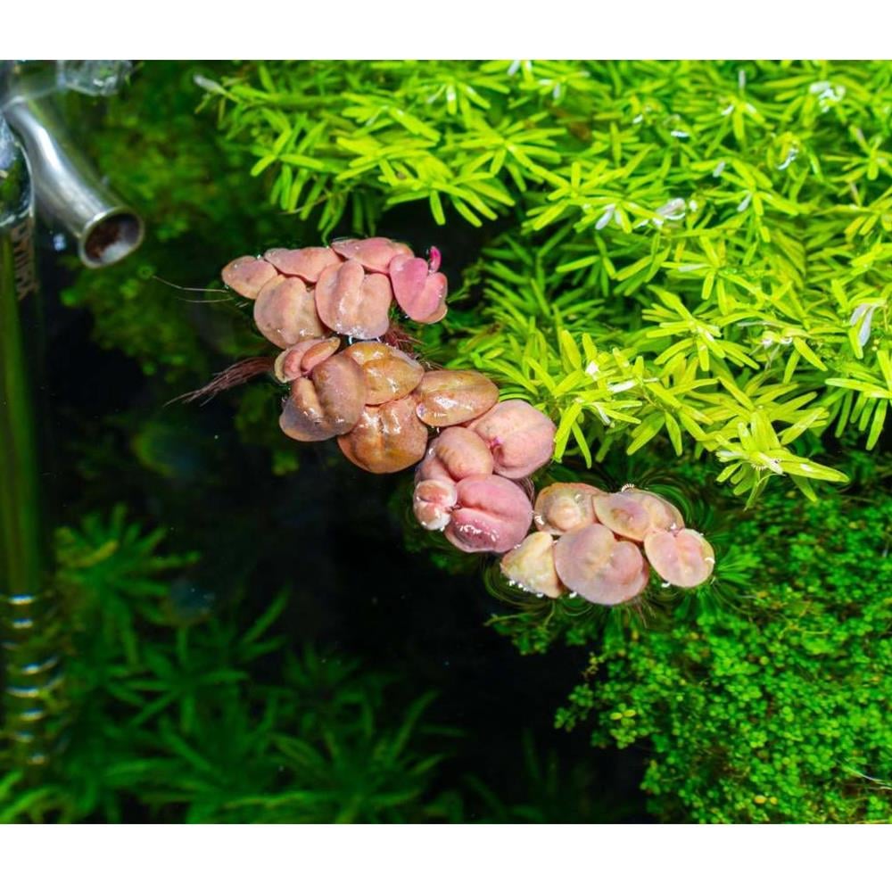 Phyllanthus FluitansPhyllanthus-fluitans