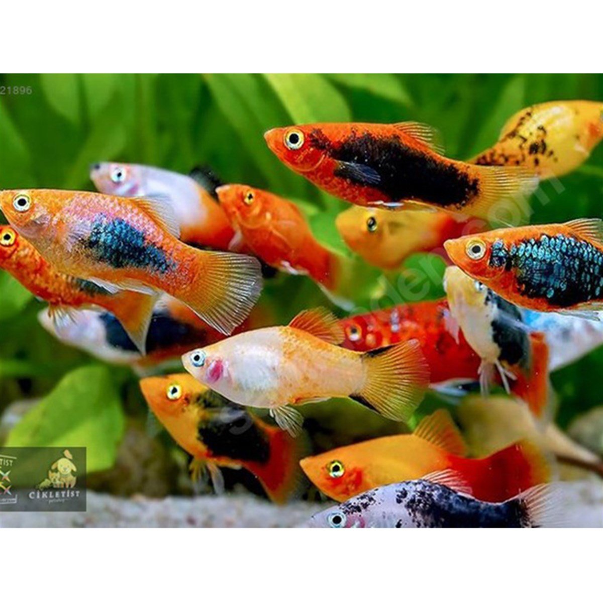 Plati Balıklarıcanlı-453