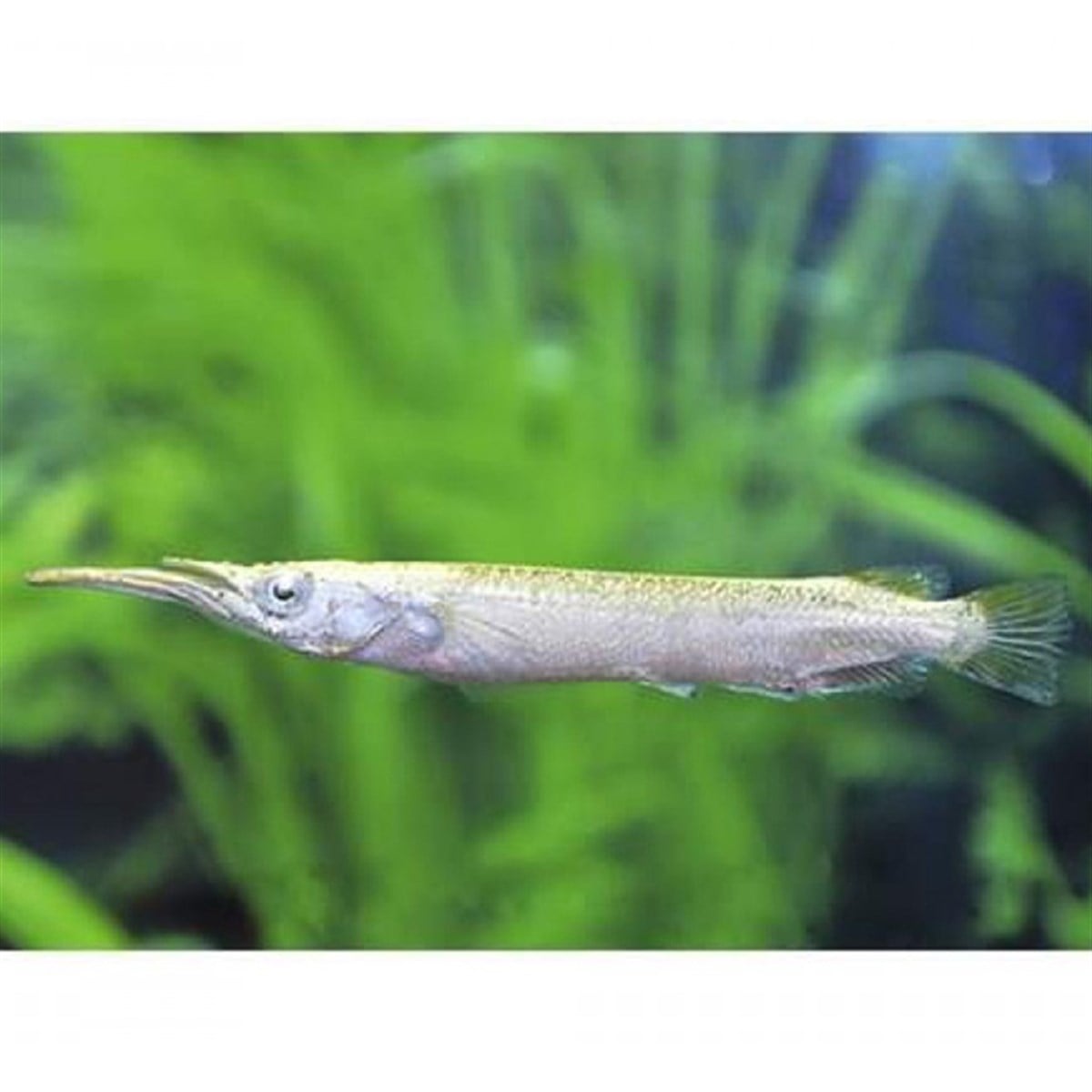 PLATİNİUM HALF BEAK CÜCE ZARGANAcanlı-222