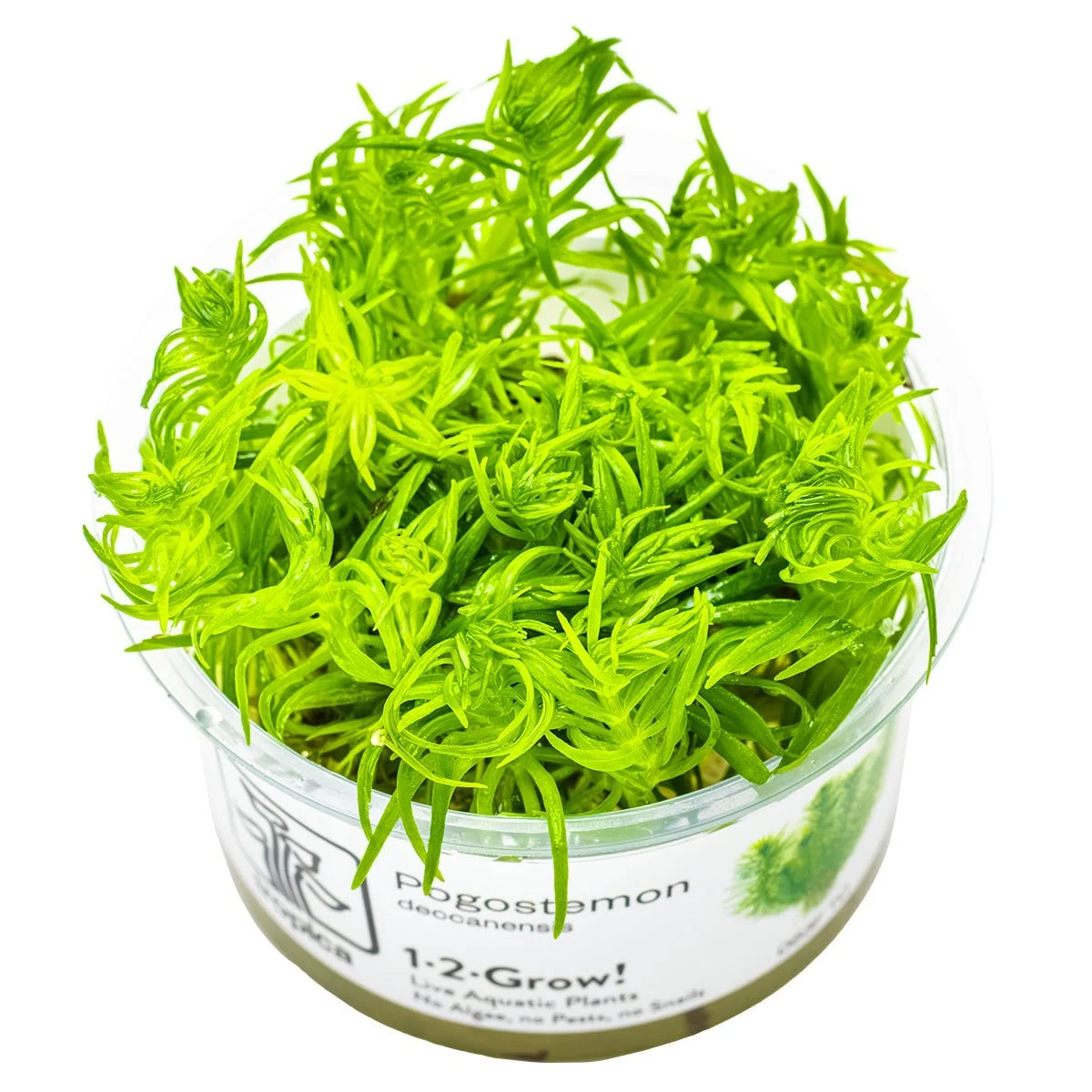 POGOSTEMON DECCANENSİS IN VITRO-TROPİCA053FTC