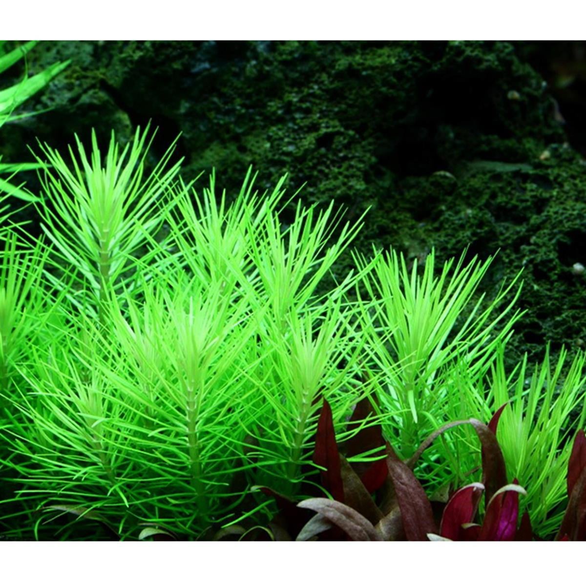 POGOSTEMON ERECTUS IN VITRO 200 CC DEV KAVANOZP02