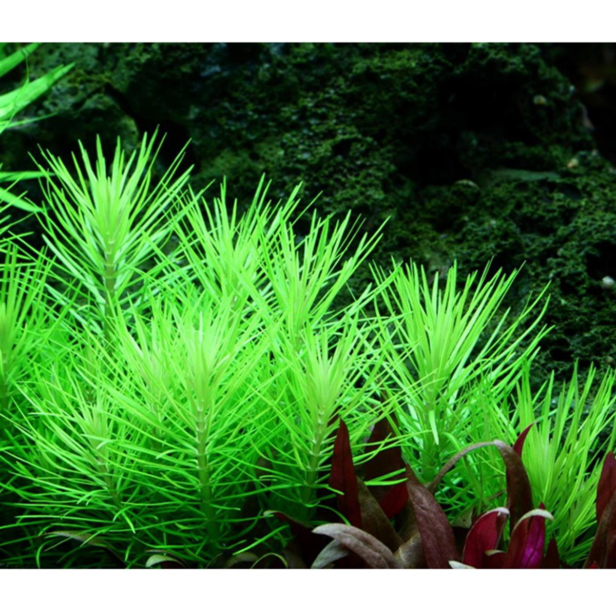 POGOSTEMON ERECTUS IN VITRO 200 CC DEV KAVANOZP02