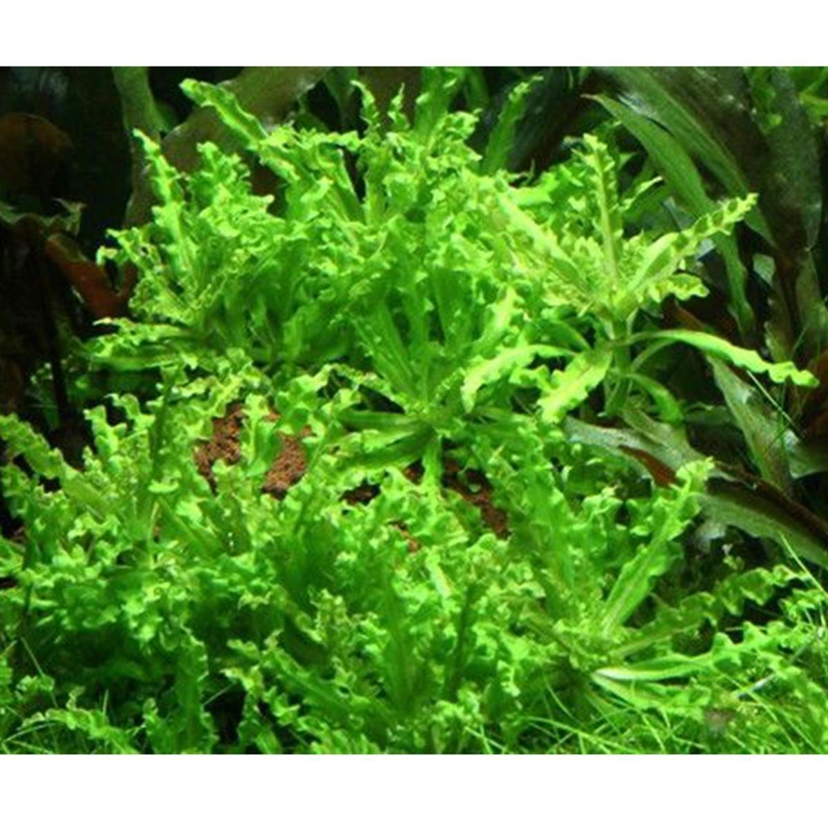 POGOSTEMON HELFERİ IN VITRO 200 CC DEV KAVANOZP03