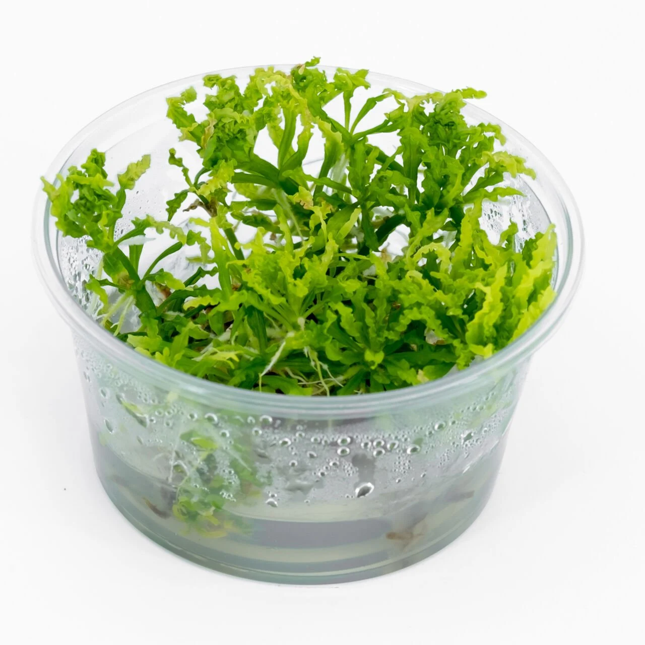 POGOSTEMON HELFERİ IN VITRO-TROPİCA053HTC