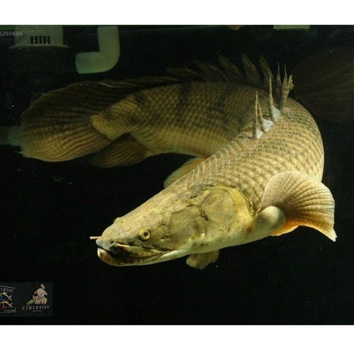 POLYPTERUS ENDLİCHERİcanlı-231