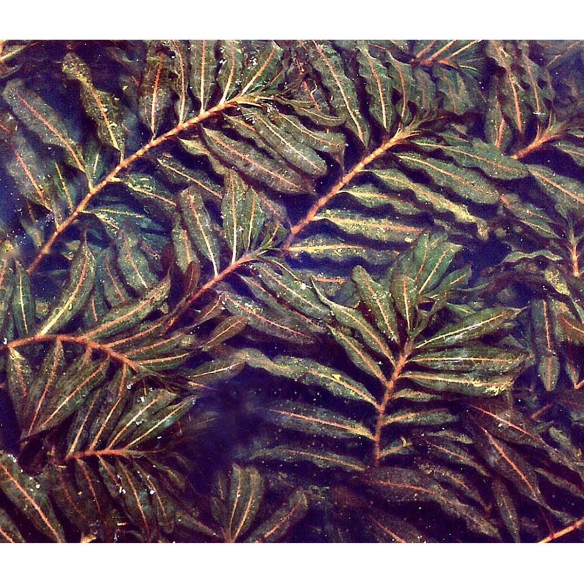 Potamogeton CrispusSP1214