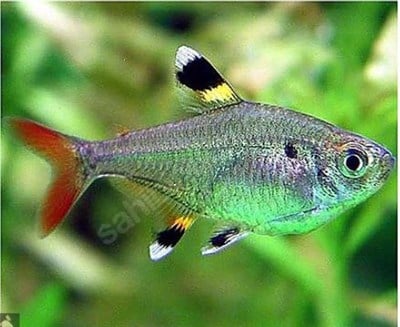 PRİSTELLA TETRA BALIKLARI