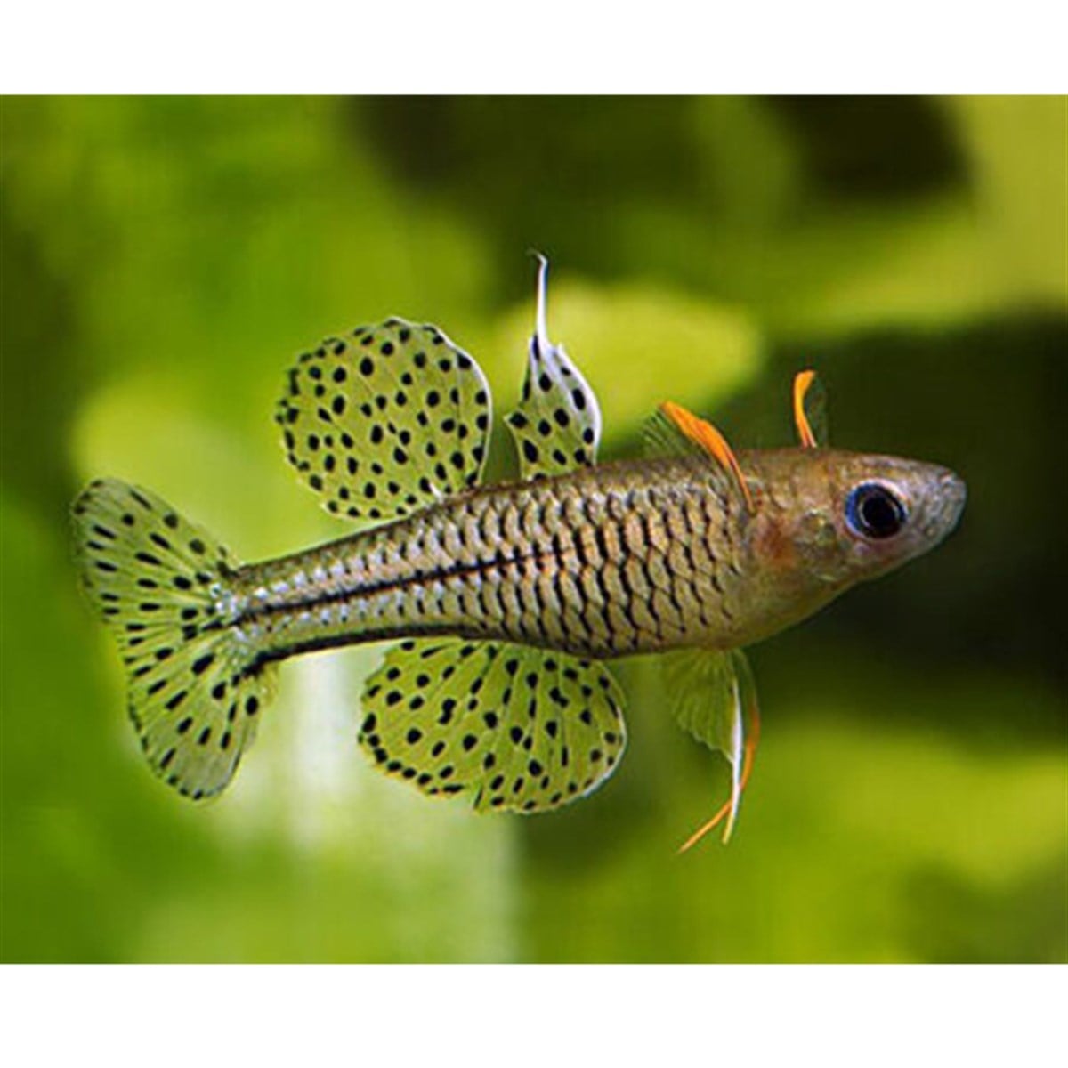 PSEUDOMUGİL GETRUDAEcanlı-242