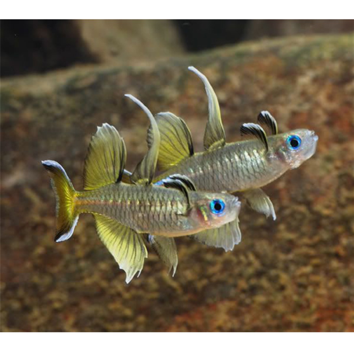 PSEUDOMUGİL SİGNİFERcanlı-240