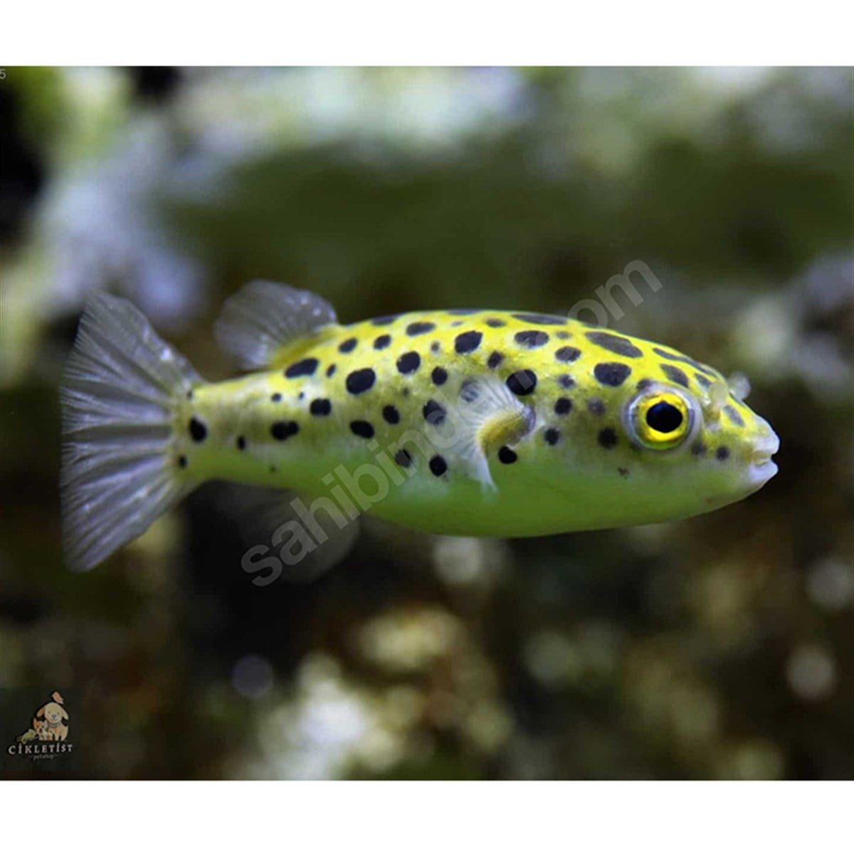 PUFFER BALIKLARIcanlı-234