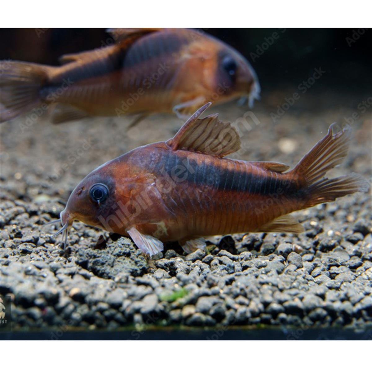 RABAUTİ CORYDORAS ÇÖPÇÜ BALIKLARIcanlı-300