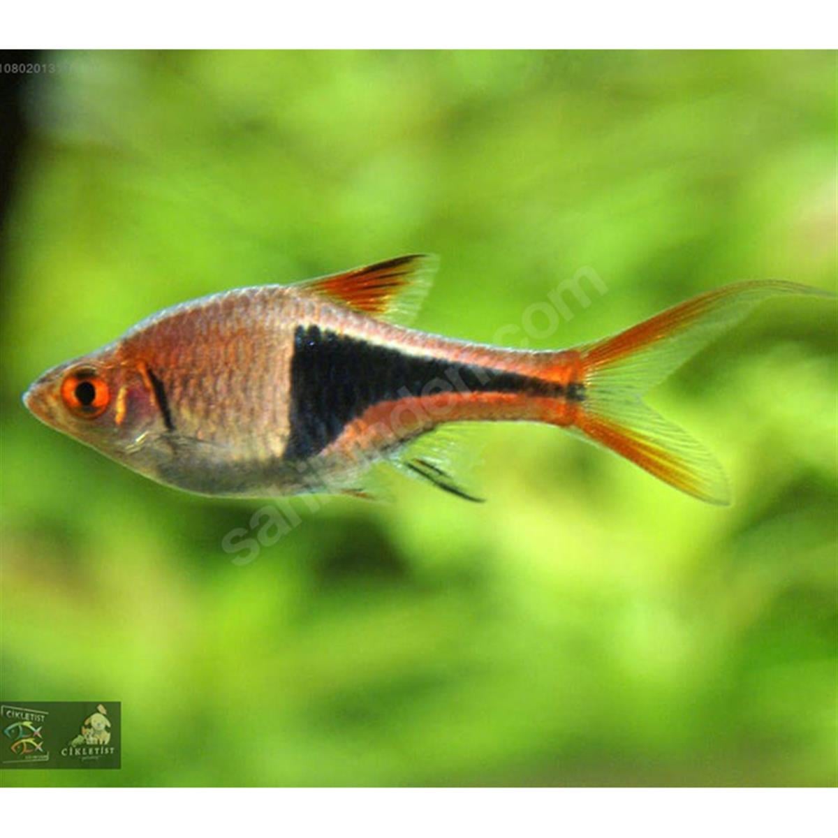 RASBORA HARLEQUİNcanlı-289