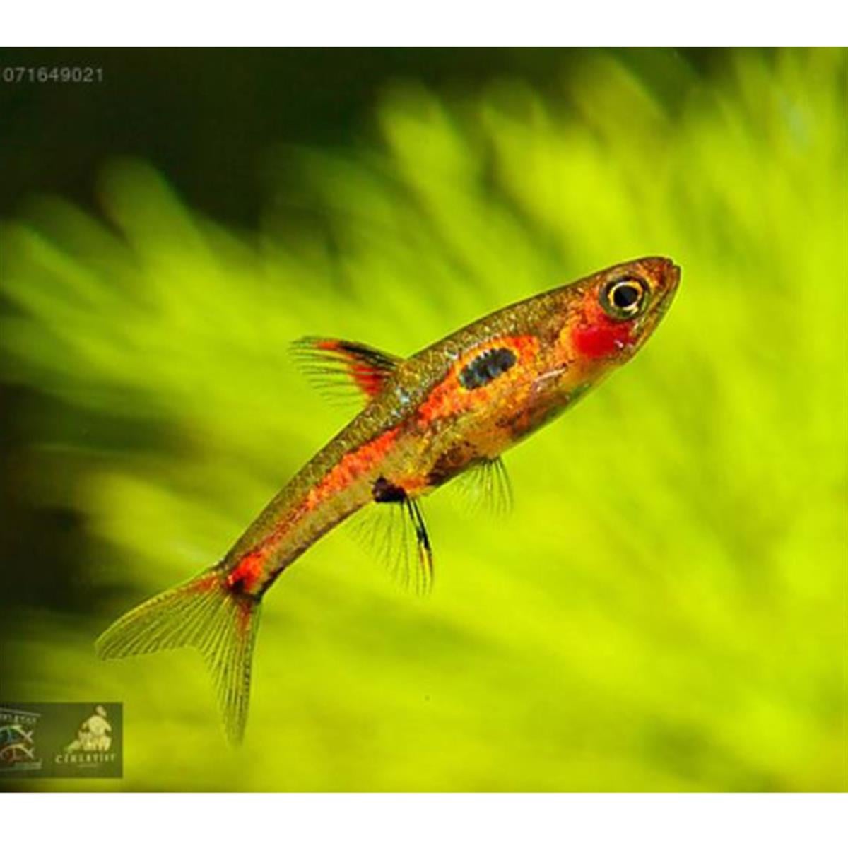 RASBORA MERAH BORARAS BALIKLARIcanlı-296