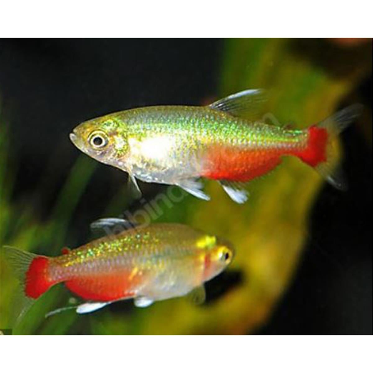 RED BELLY TETRAcanlı-252