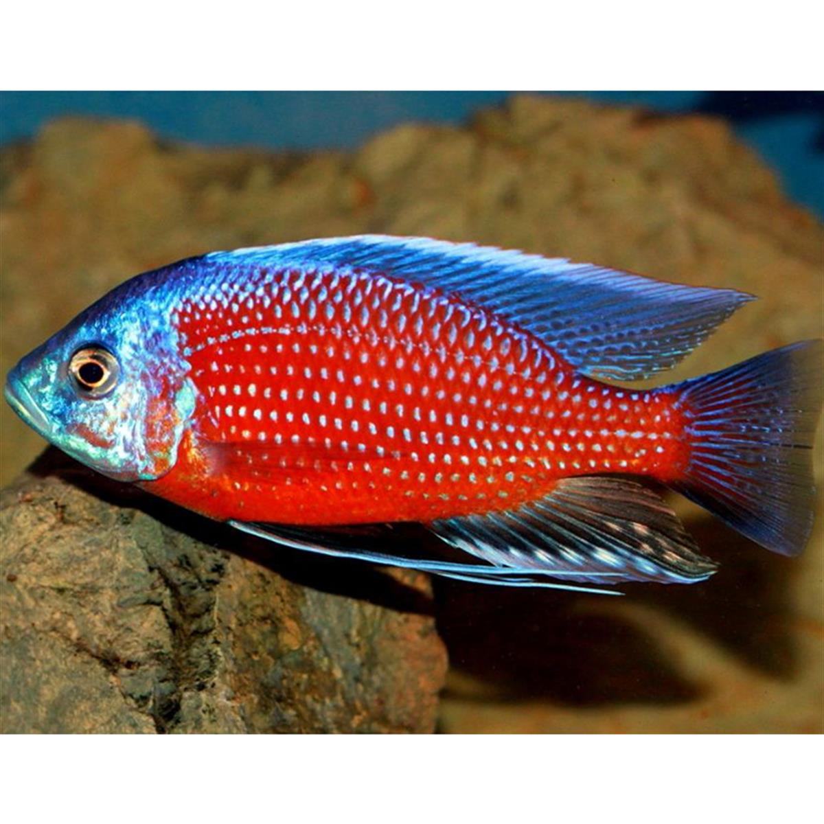 RED BORLEY KADANGOcanlı-304