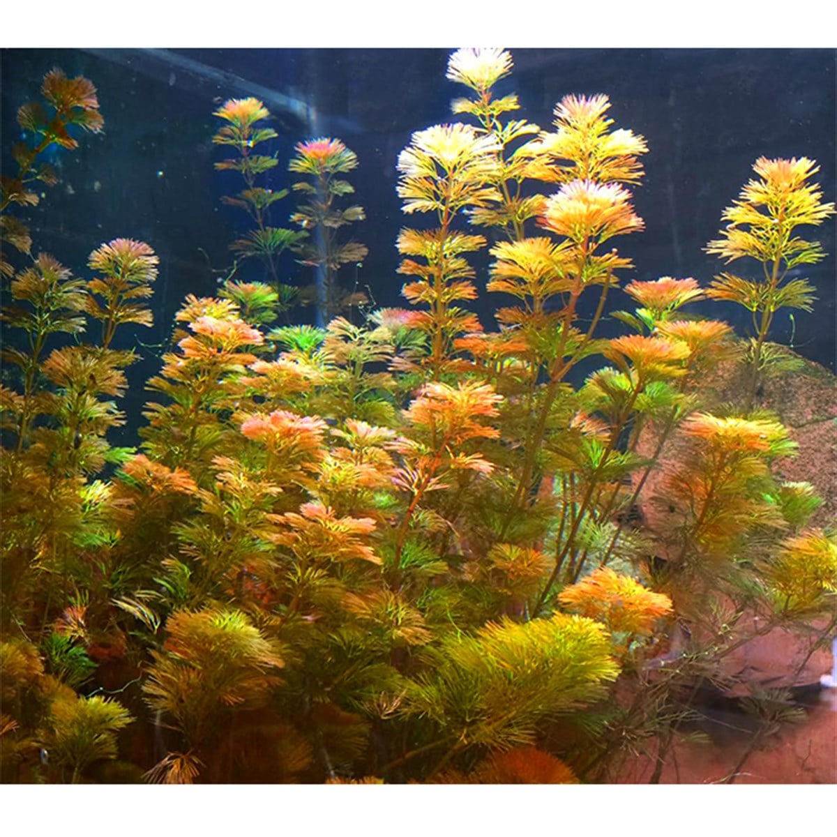 Red Cabomba3043