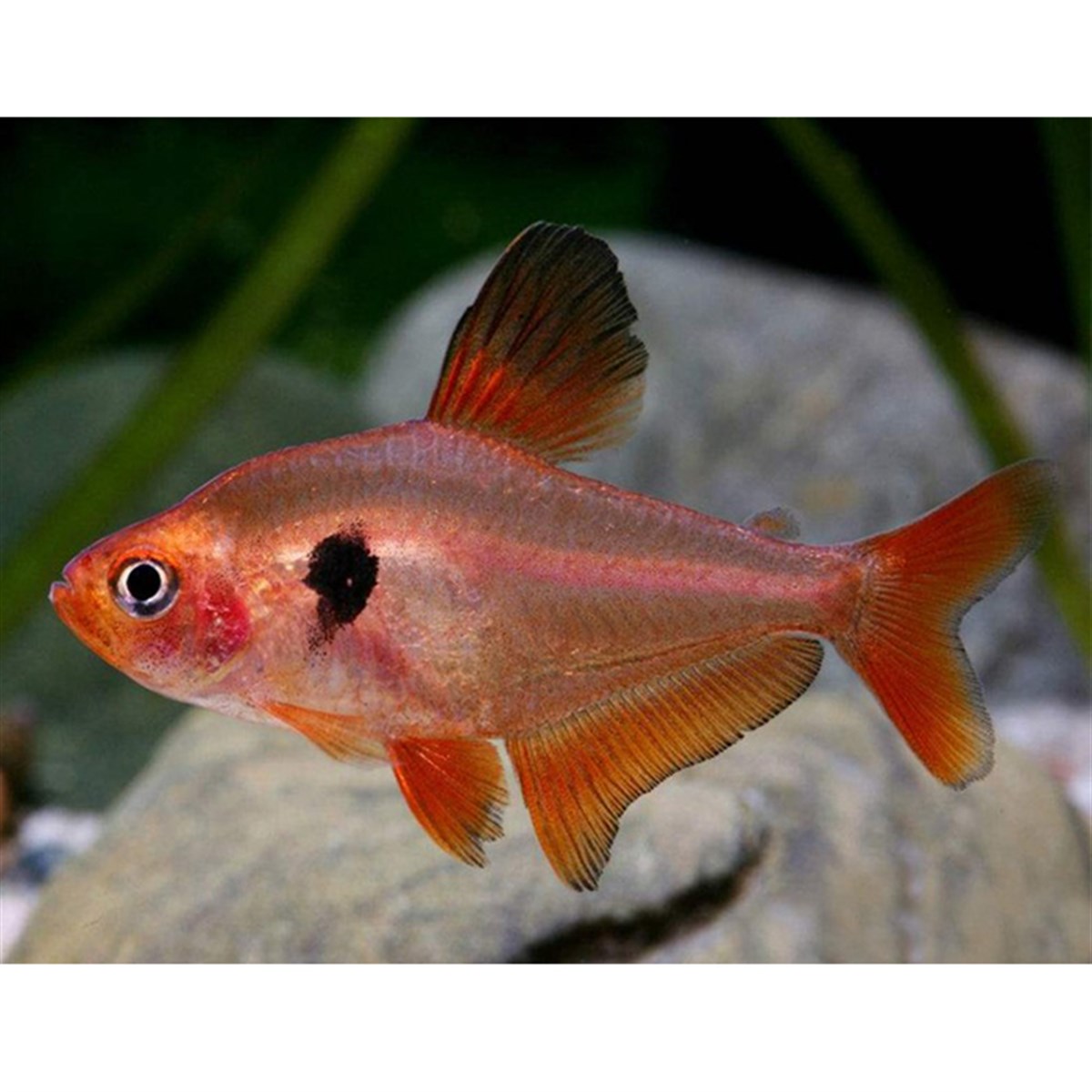 RED FANTOM TETRA BALIKLARIcanlı-243