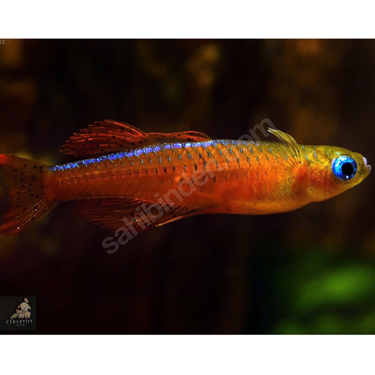 RED NEON BLUE EYE RAİNBOW FİSHcanlı-241