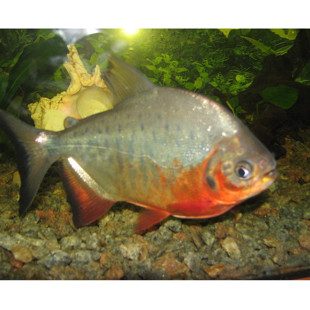 RED PACU PİRANHA BALIKLARIcanlı-398