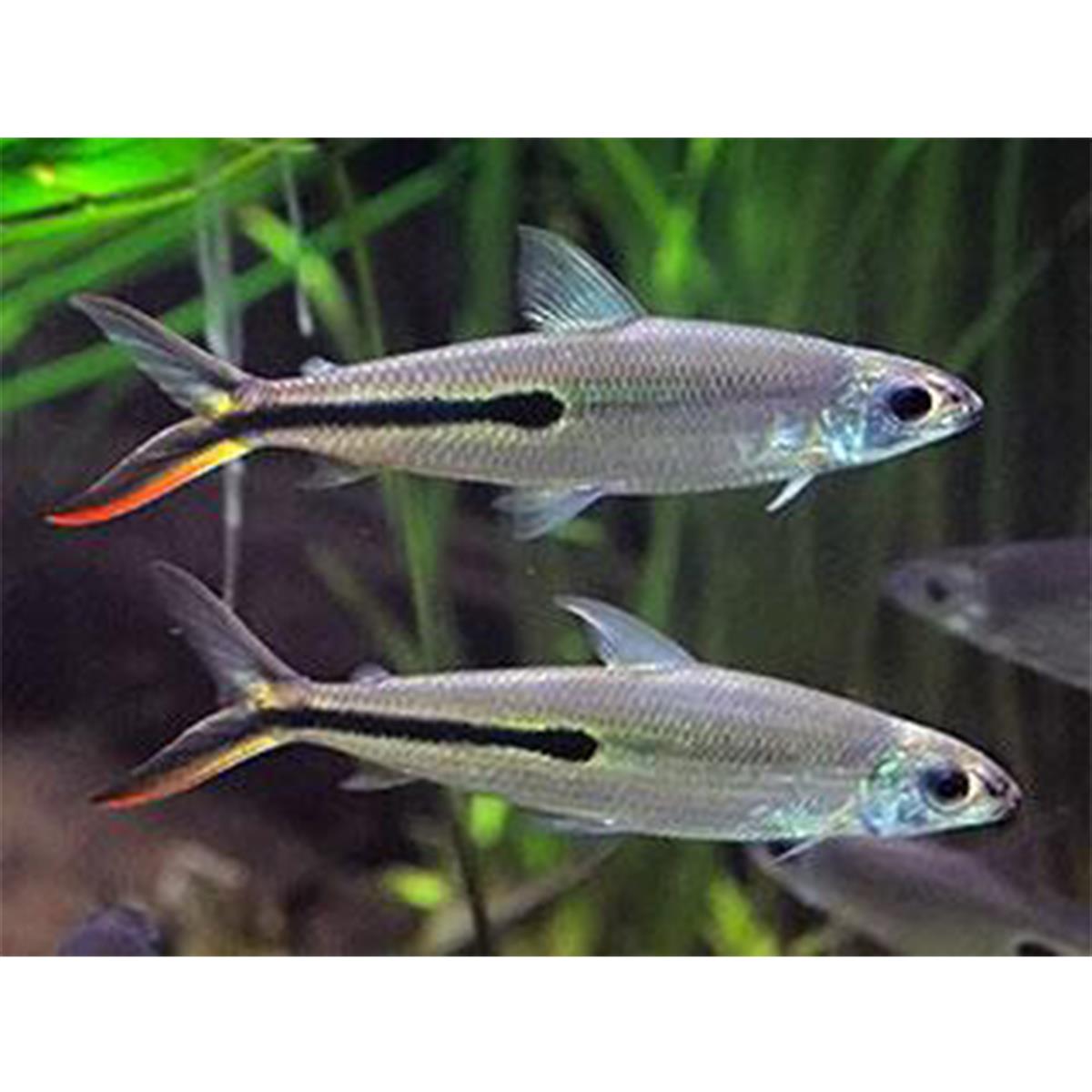 RED TAİLED HEMİODUScanlı-403