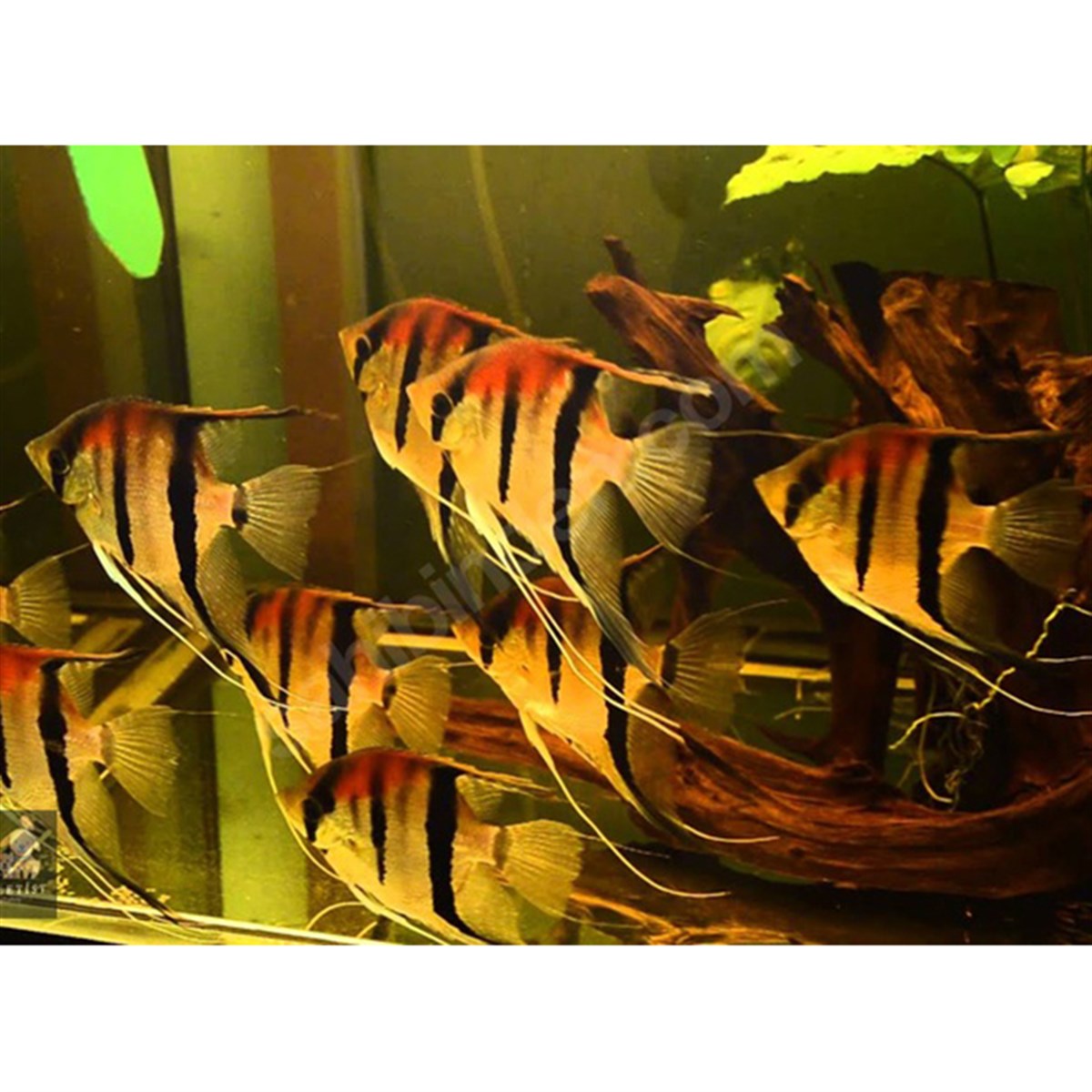 RİO MANACAPURU MELEK BALIKLARIcanlı-207