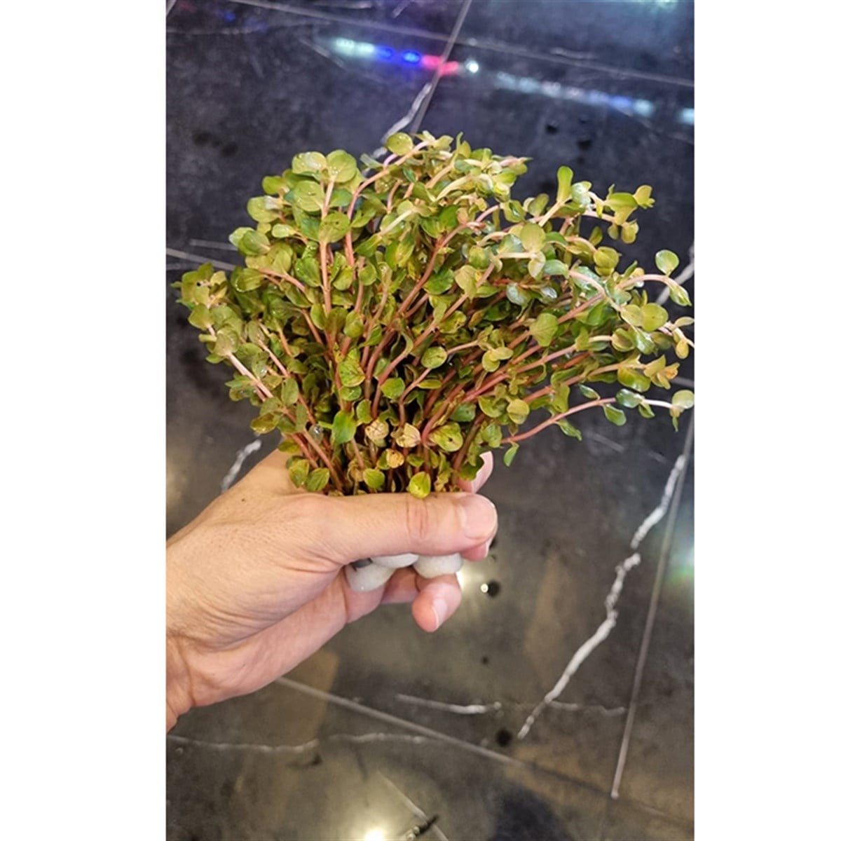 Rotala Blood Red EmersedRotala-Blood-Red-Emersed