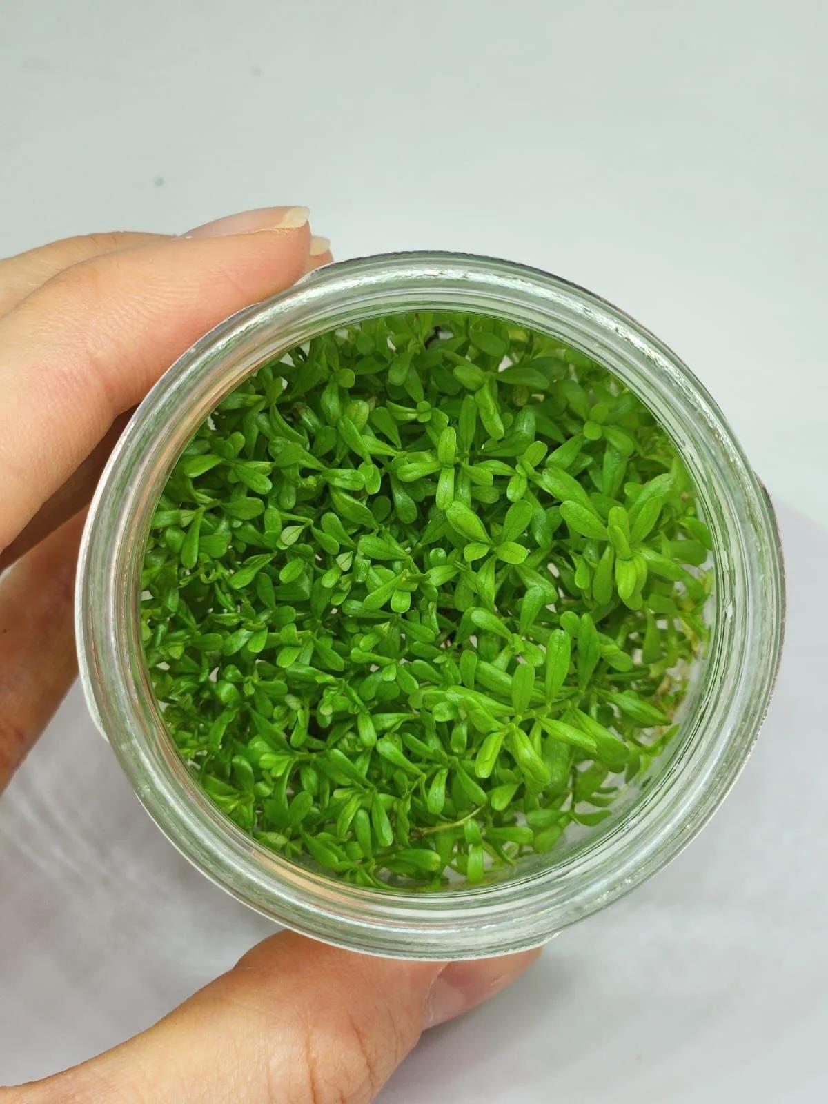 ROTALA BOSSİ İN VİTRO 200 CC CUPR03