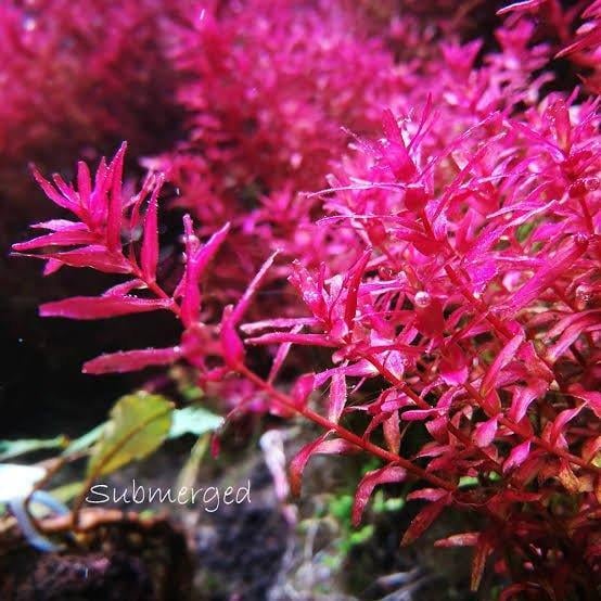 ROTALA MACRANDRA MİNİ BUTTERFLY IN VITRO 500 CC BUYUKR166CRB