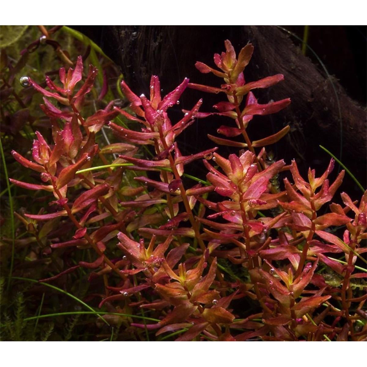 Rotala Macrandra Mini Red In VitroR16