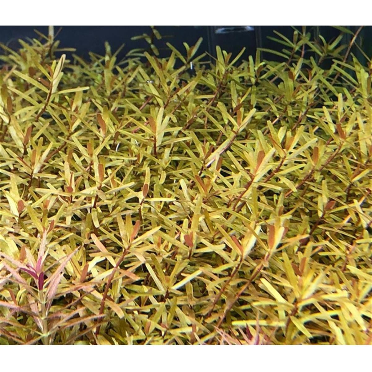 ROTALA MANİPURENSİS IN VITRO 200 CC DEV KAVANOZR11