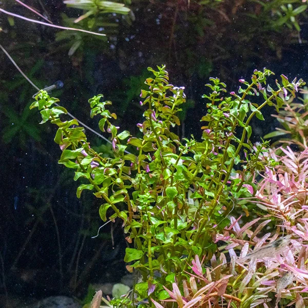 ROTALA PEARL IN VİTRO 200 CCR24