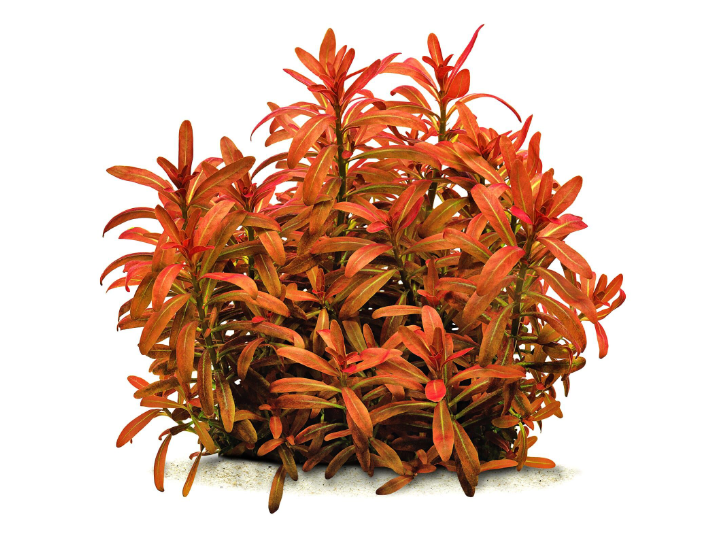 ROTALA RAMOSOİR SUNSET İN VİTRO 200 CC CUPR31
