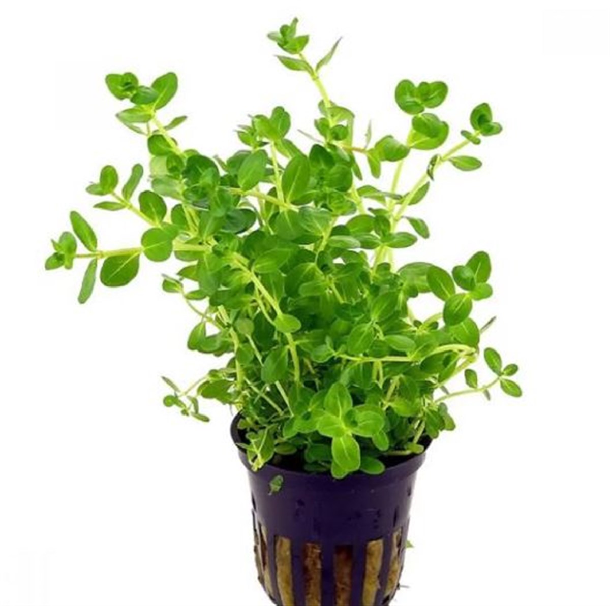 Rotala Sp Green Canlı Bitki