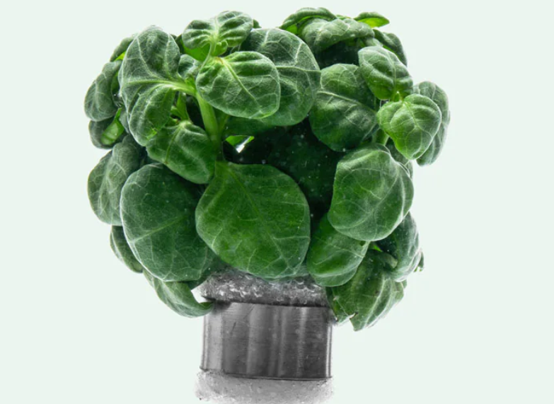 RUELLİA ELASTİCA (DİPTERACANTHUS ELASTİCA)P686