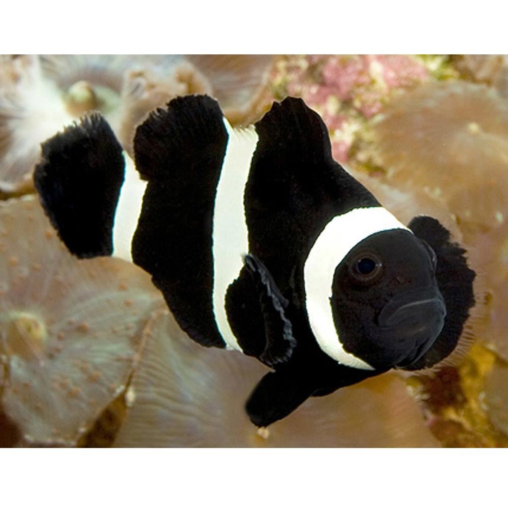 Saddleback Clowncanlı-422