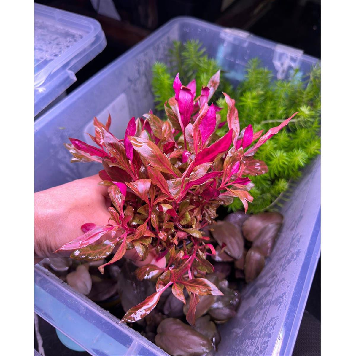 SAKSI HYGROPHİLA POLYSPERMA  ROSANERVİSSAK1134