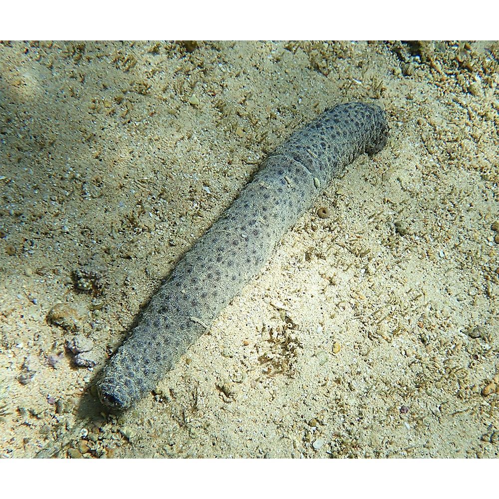 Sand Cucumbercanlı-428