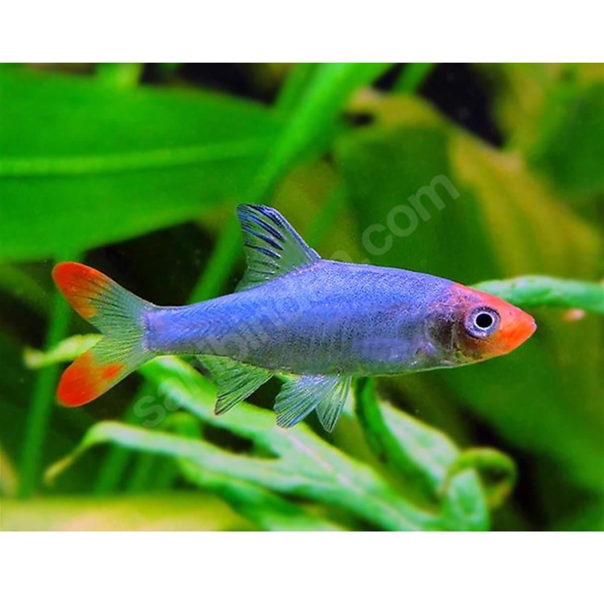 SAWBWA REPLENDENScanlı-251