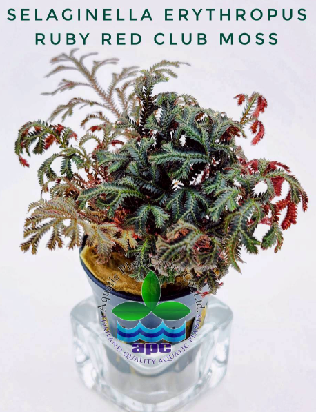 SELAGİNELLA ERYTHROPUS RUBY RED CLUB MOSSP674